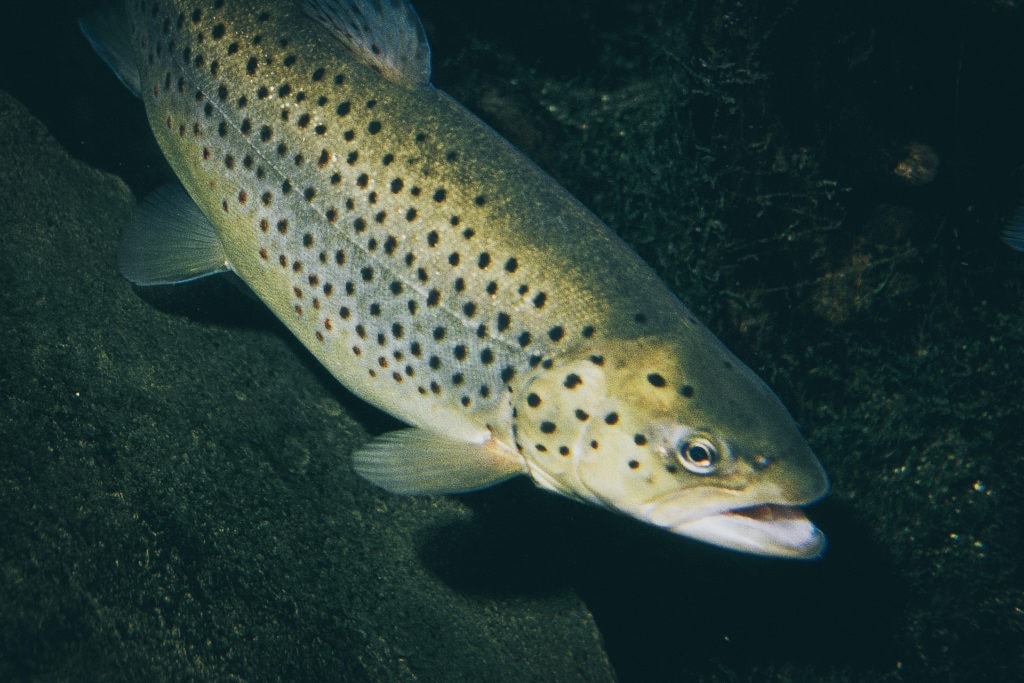 WVDNR announces fall trout stocking and encourage anglers to enjoy