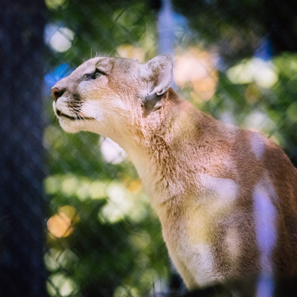 This young mountain lion is one of the W.Va. Wildlife Center's newest residents.