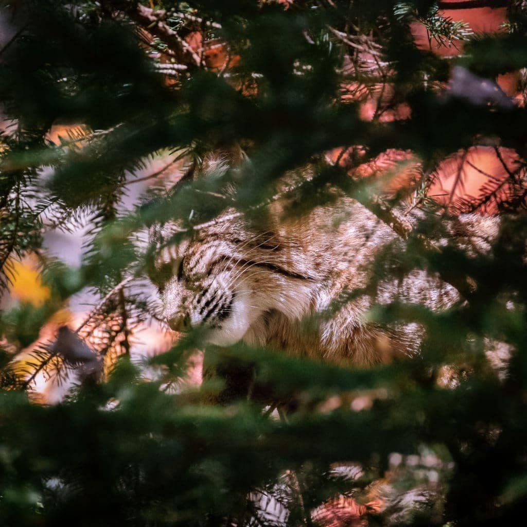 This well-hidden bobcat catches a nap high in a pine tree.