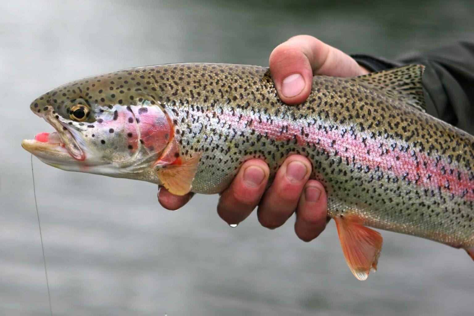 WVDNR announces trout stockings for week of March 22