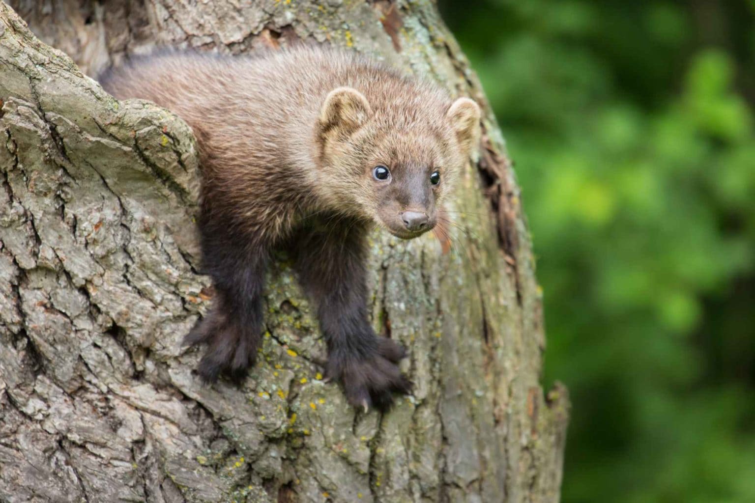 January Creature Feature: Elusive fishers more likely to be spotted in