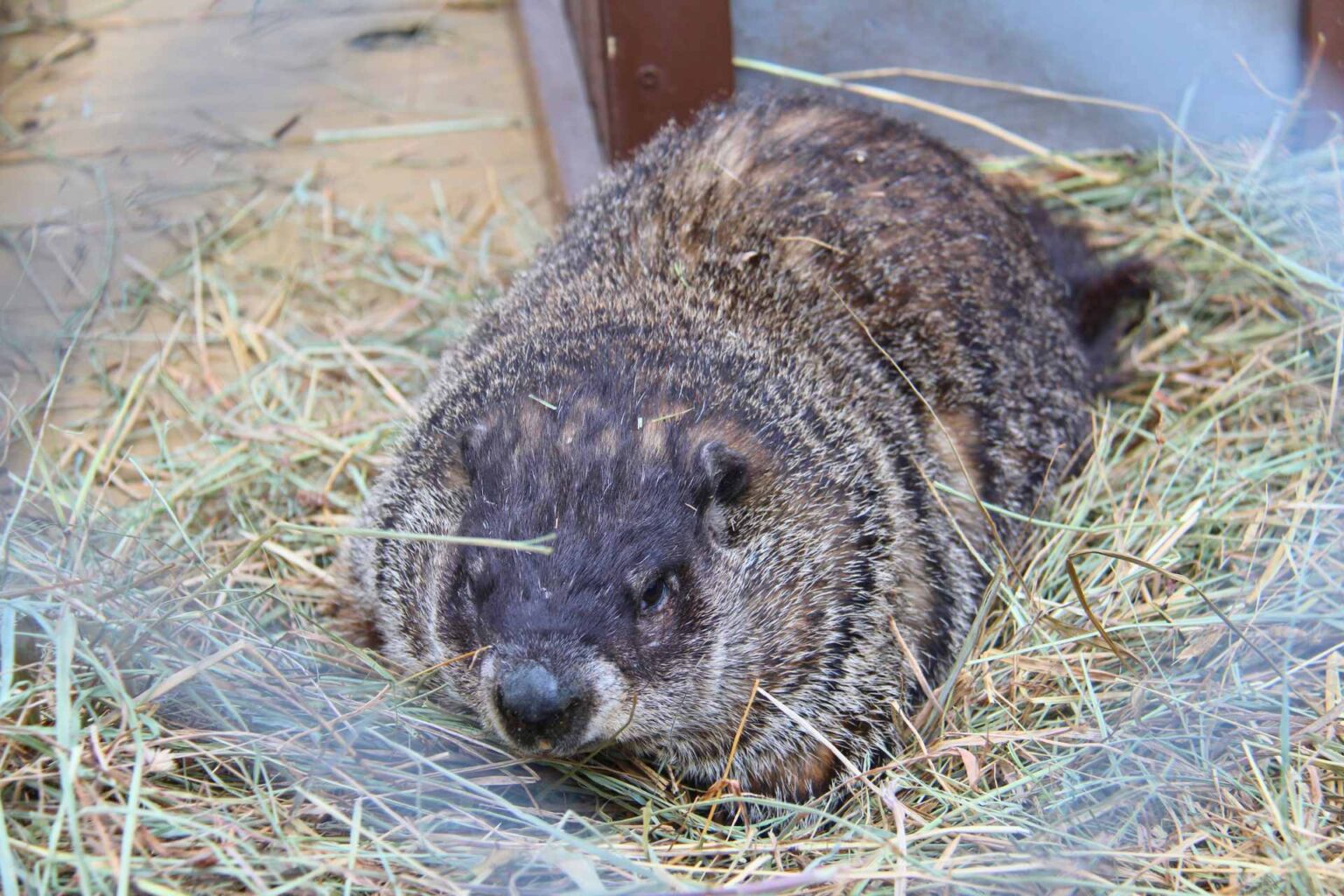 groundhog day 2025 reading