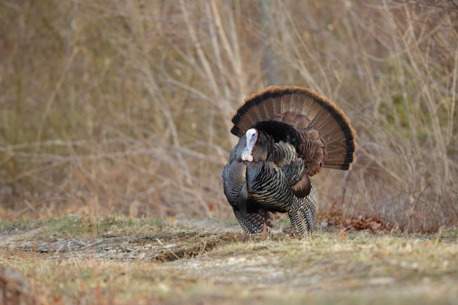 2024 fall turkey harvest up 17% in West Virginia